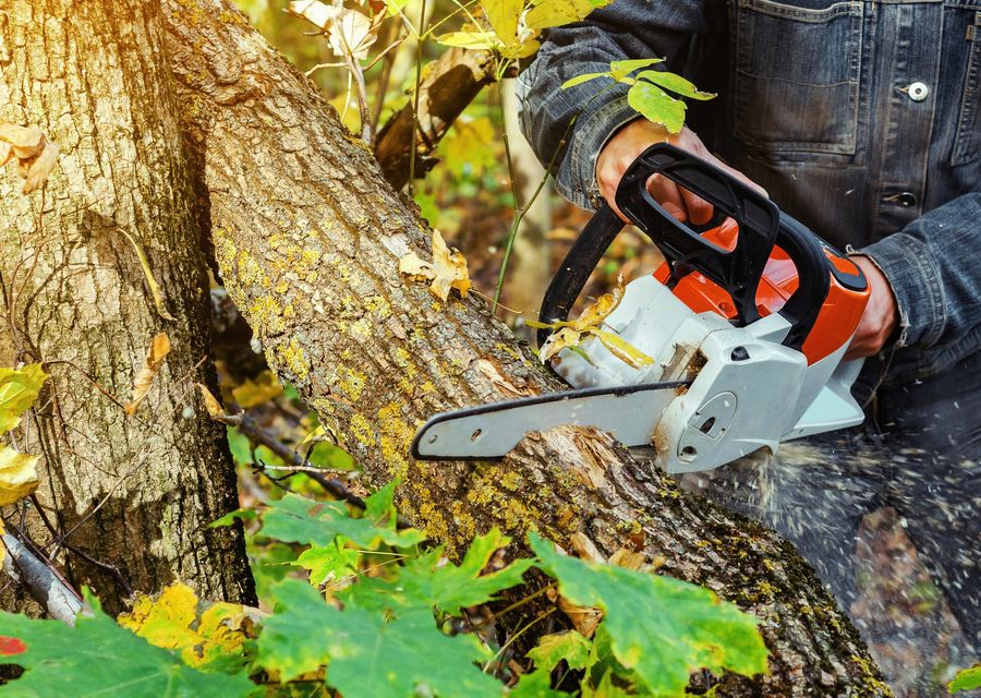 Tree removal work by Paul's Tree Service in Dover, NH
