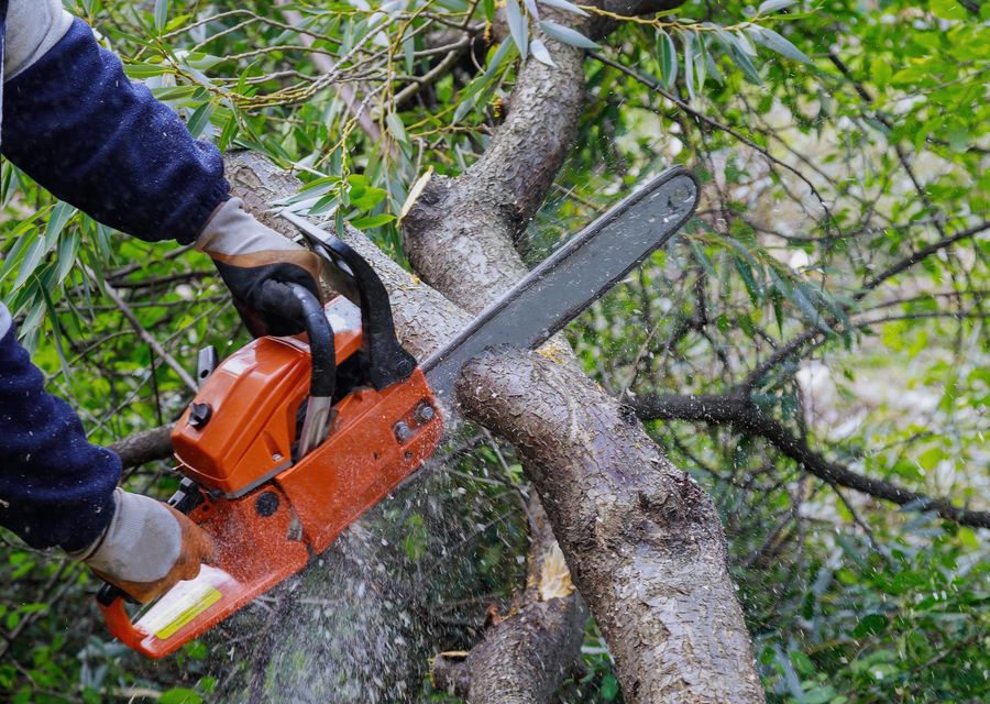 Tree removal work by Aesthetic Tree Service, Inc. in Derry, PA