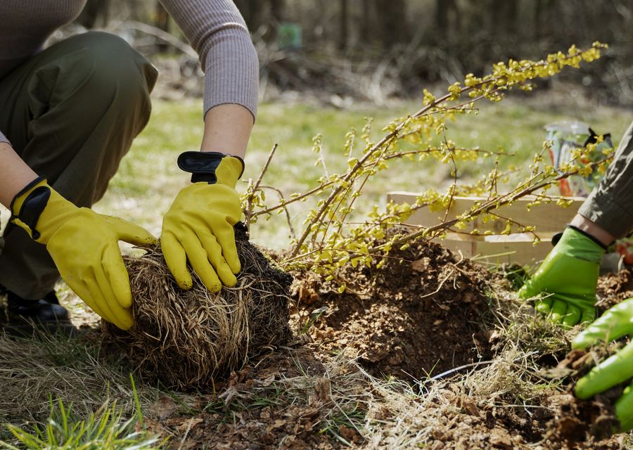 Tree removal work by Peters Tree Service LLC in Bethlehem, NH