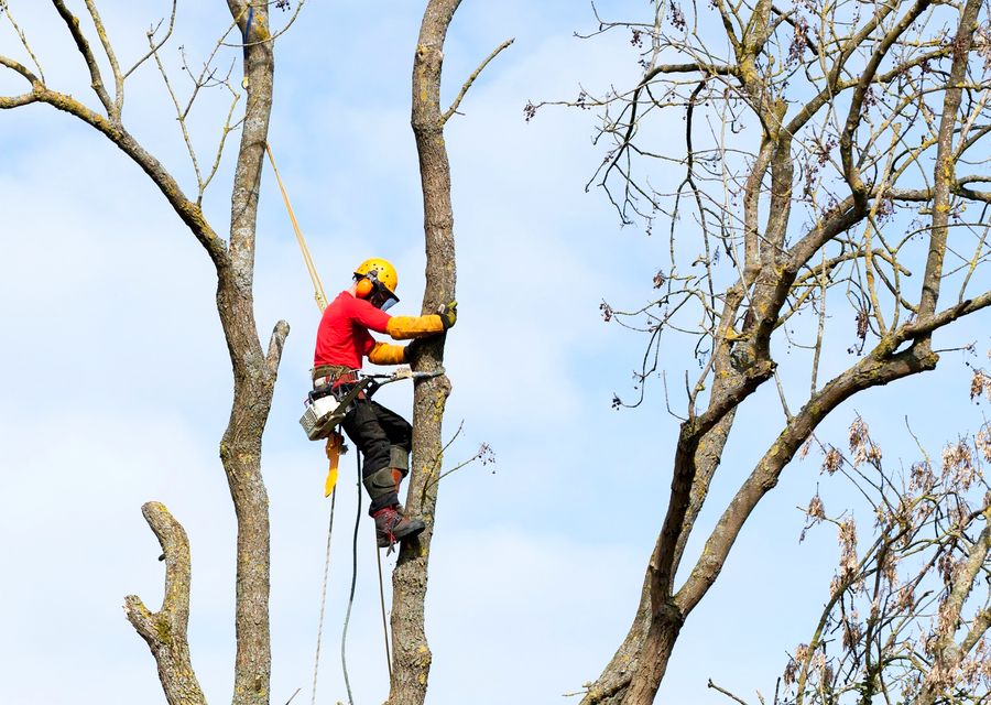 Tree removal work by Boylan's Tree Service LLC in Michigan City, IN