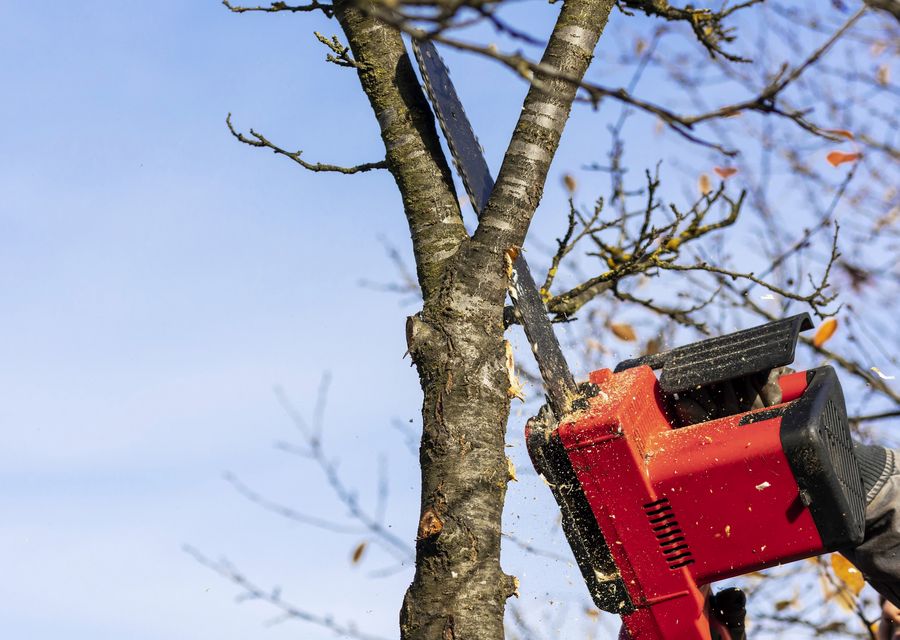Tree removal work by Moa Tree Service, Inc. in Broad Top City, PA