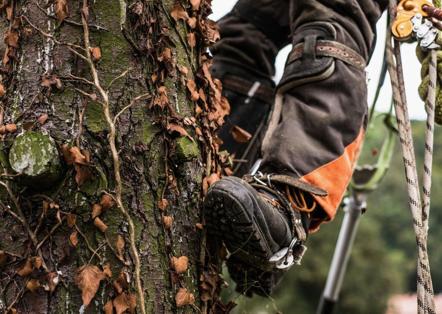 Tree removal work by Carroll And Company Tree Service in Crown Point, IN