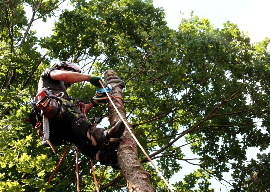 Tree removal work by Quality Care Tree Service & Removal in Worth, IL