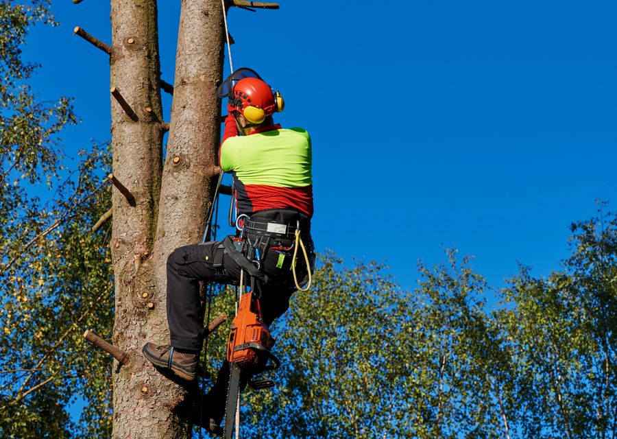 Tree removal work by RG Tree Service in Stratham, NH