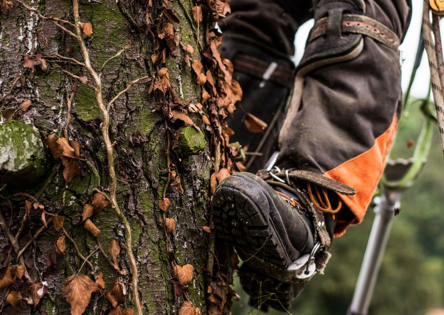 Tree removal work by All Affordable Tree Service in Hometown, IL