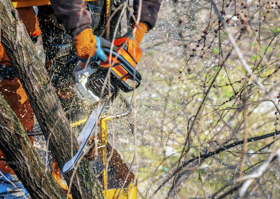 Tree removal work by East End Privacy Trees in Canton, GA
