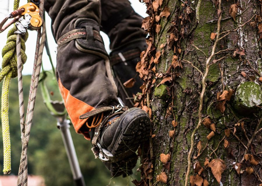 Tree removal work by Raritan Tree Service in Wakefield, NH