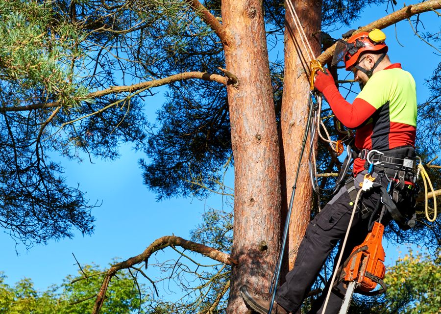 Tree removal work by Arbortec Tree Service in Greenfield, PA