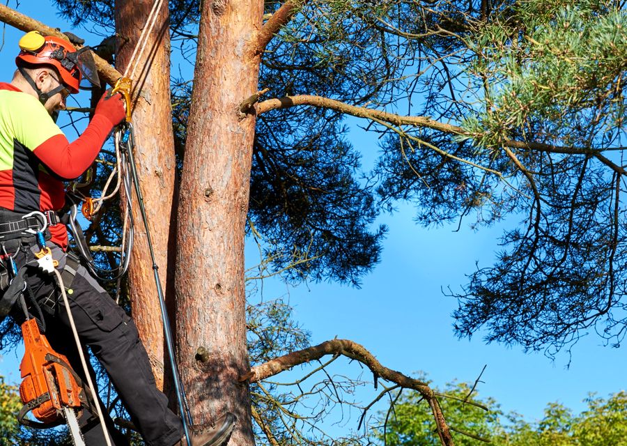 Tree removal work by Roots & Shoots Tree Care in Cayce, SC