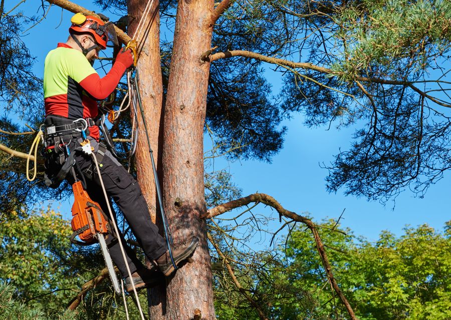 Tree removal work by K&J Tree Service, LLC. in Iron Station, NC