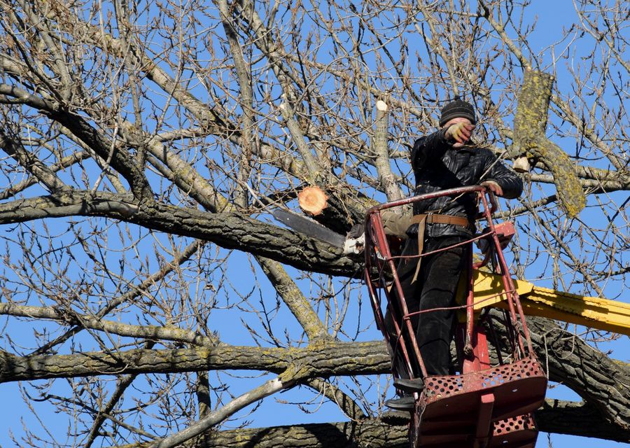 Tree removal work by Cairo Landscaping & Tree Service in Donegal, PA