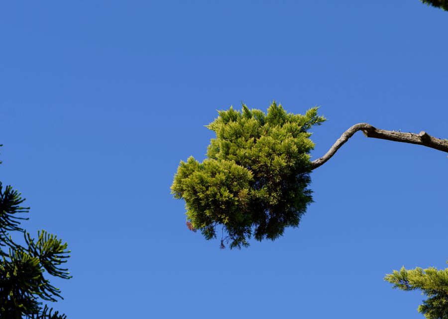 Tree removal work by Raymond Brothers Tree Service in Bellwood, IL