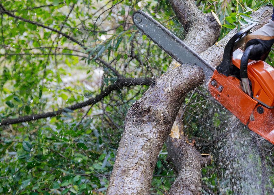 Tree removal work by D&D Tree and Landscape Services in Markleysburg, PA