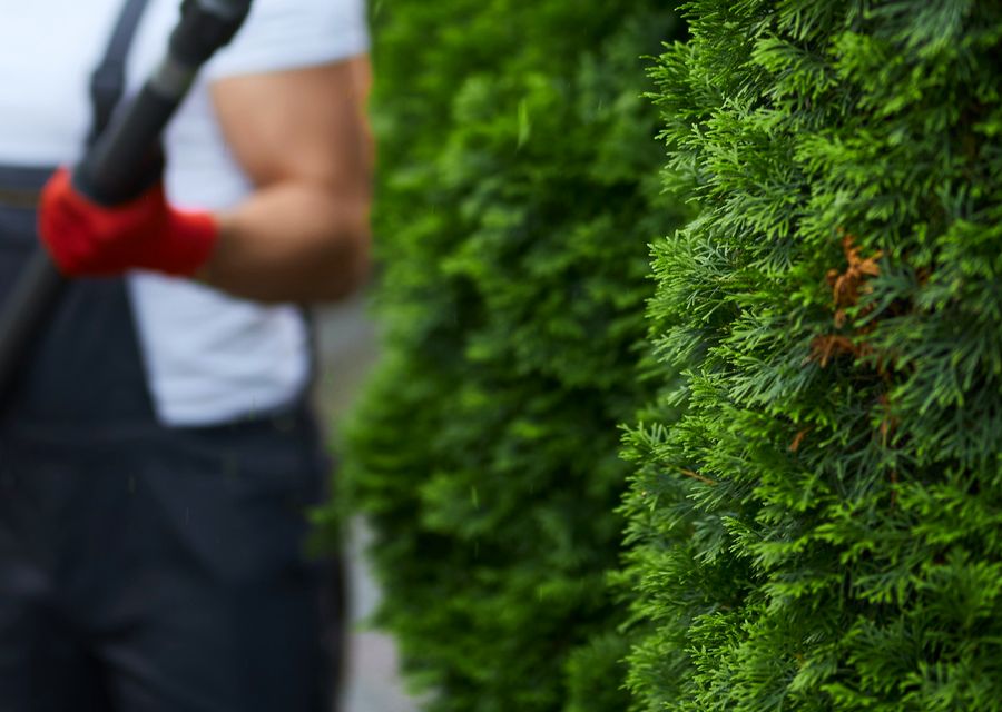 Tree removal work by Clearview Tree Service in Umatilla, FL