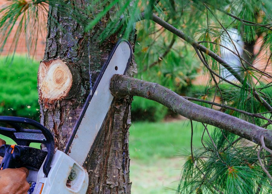 Tree removal work by Monkey's Tree Service in Wolfeboro, NH