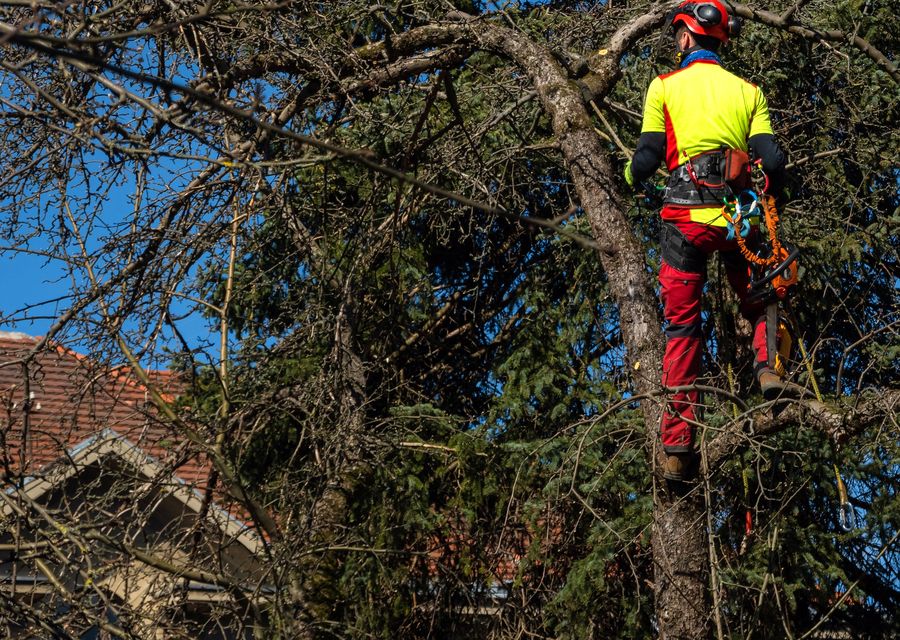 Tree removal work by All American Arbor Services in Skippack, PA