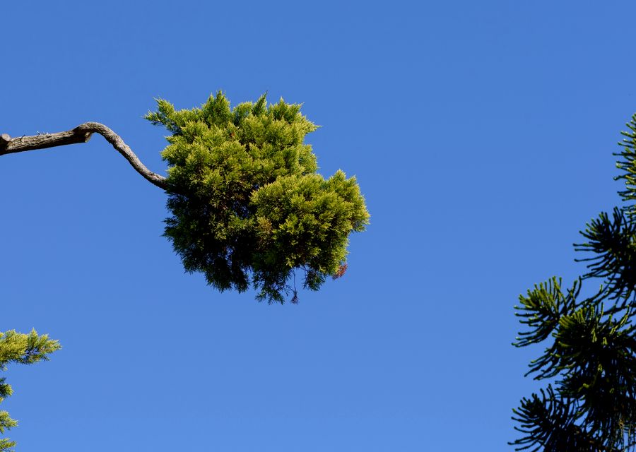 Tree removal work by Brian Richards Tree Service in Schererville, IN