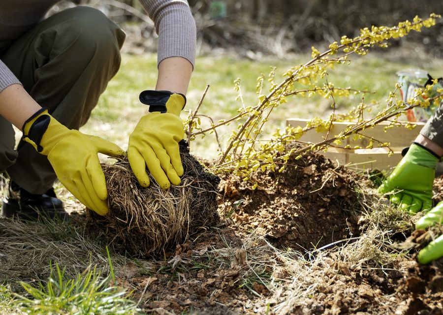Tree removal work by GreenLeaf Tree Care in Auburn, GA