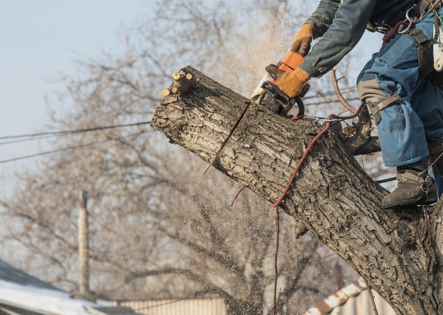 Tree removal work by Pueblo Tree Trim in Okatie, SC