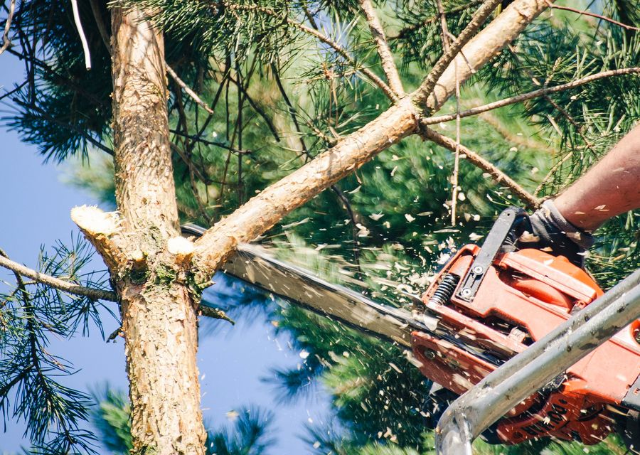 Tree removal work by Ds Tree Services Corp in De Leon Springs, FL