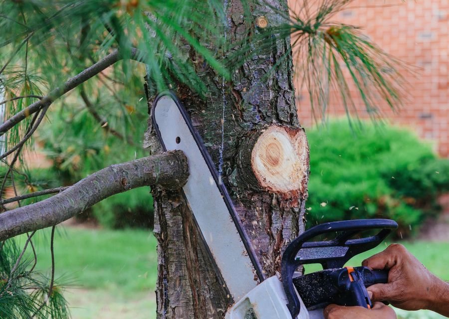 Tree removal work by Hamptons Tree & Shrub Care in Marietta, GA