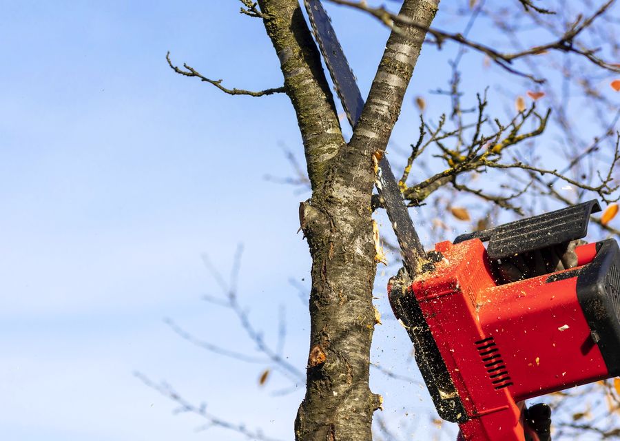 Tree removal work by South Shore Tree Inc. in Libertyville, IL