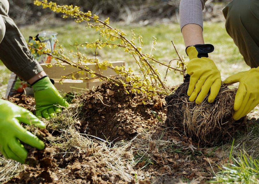 Tree removal work by Joe Marra Tree Service in Huntersville, NC
