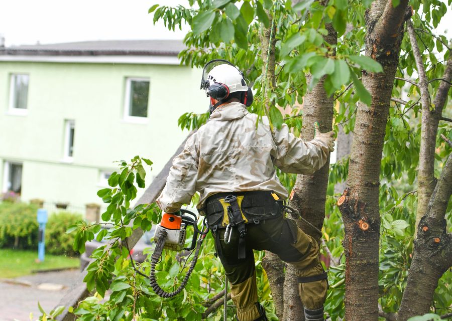 Tree removal work by Amazing Tree Services in Western Springs, IL