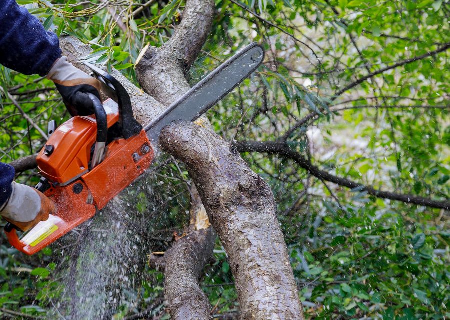 Tree removal work by JMA Tree Service in Fairview, NC