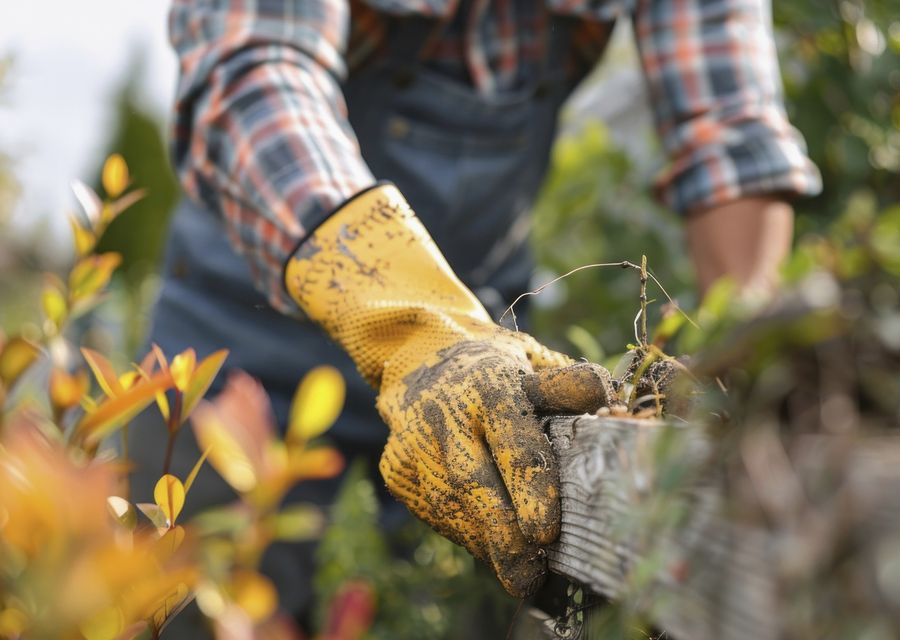 Tree removal work by Creative Tree Service in Lowell, IN