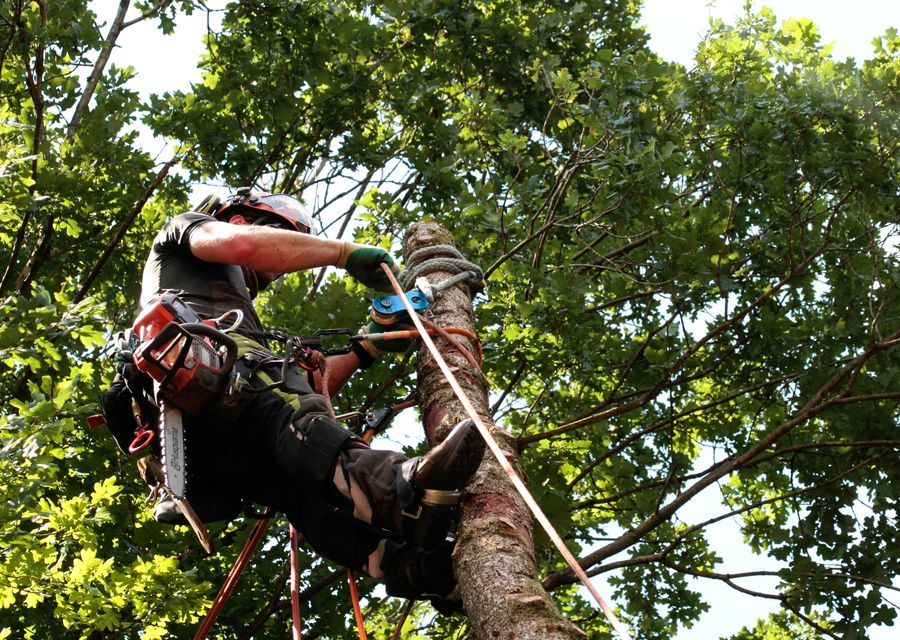 Tree removal work by Dubois Tree Service LLC in Delmont, PA