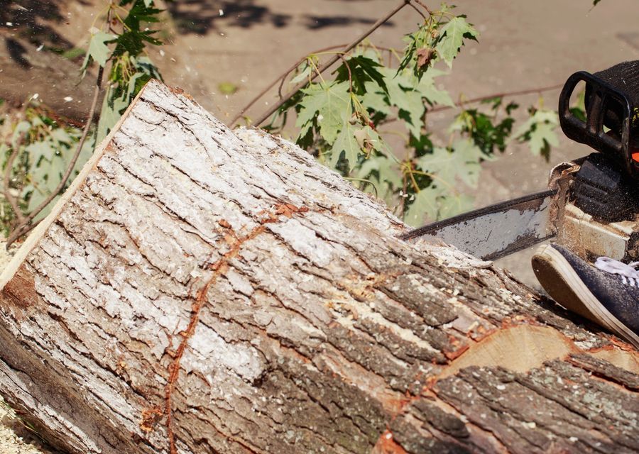 Tree removal work by Anytown Tree Service Inc in Lone Tree, CO