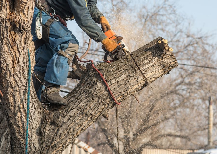 Tree removal work by Tannenbaum Tree Care in Pflugerville, TX