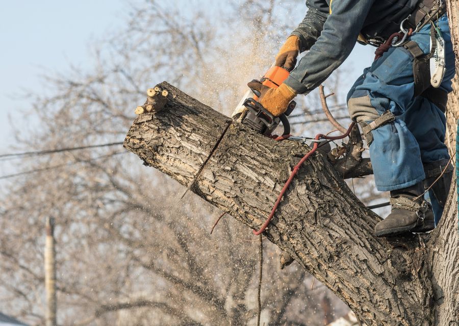 Tree removal work by Alhei Tree Service Corp in Diamond Bar, CA