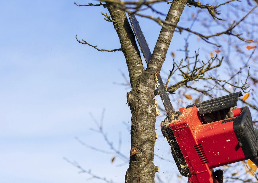 Tree removal work by Arbor Ace Tree Service in Summit, IL