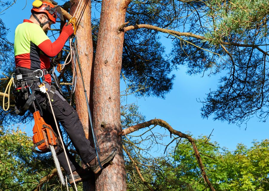 Tree removal work by Greencare Tree Service in Dawsonville, GA