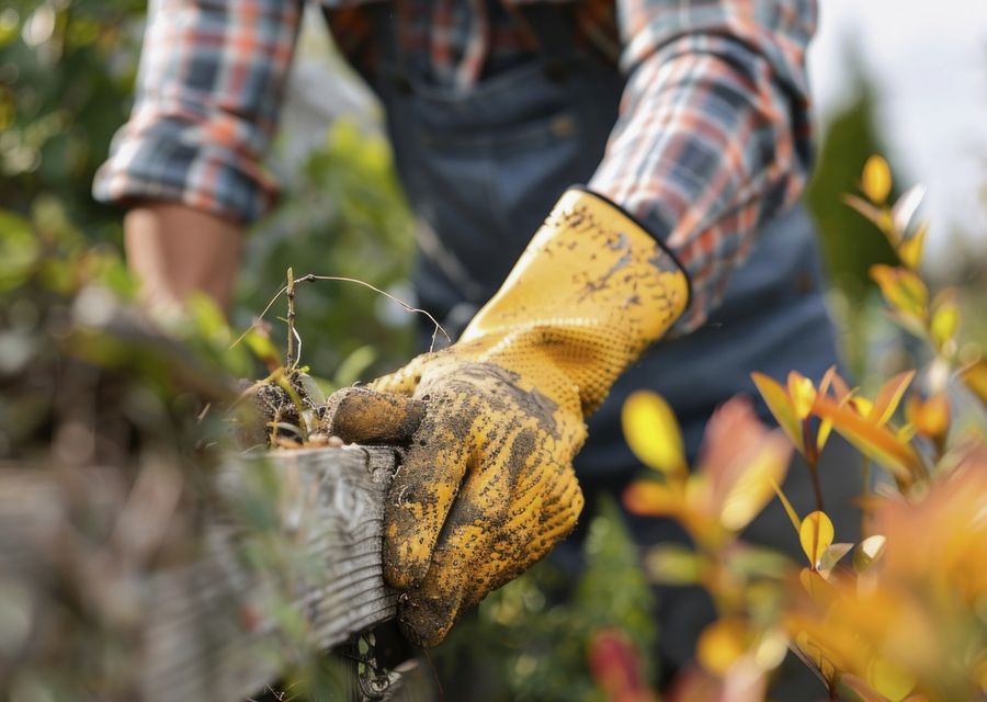Tree removal work by Budget Property Maintenance in Merrillville, IN