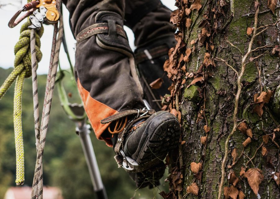 Tree removal work by Arbor Care Tree Solutions in South Huntingdon, PA
