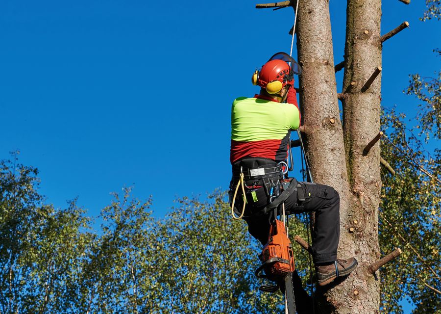 Tree removal work by PrimeCare Tree Service in Palos Hills, IL