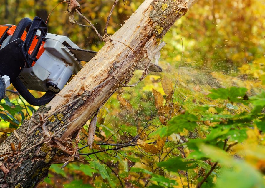 Tree removal work by Good Tree & Stump Removal in Indian Trail, NC