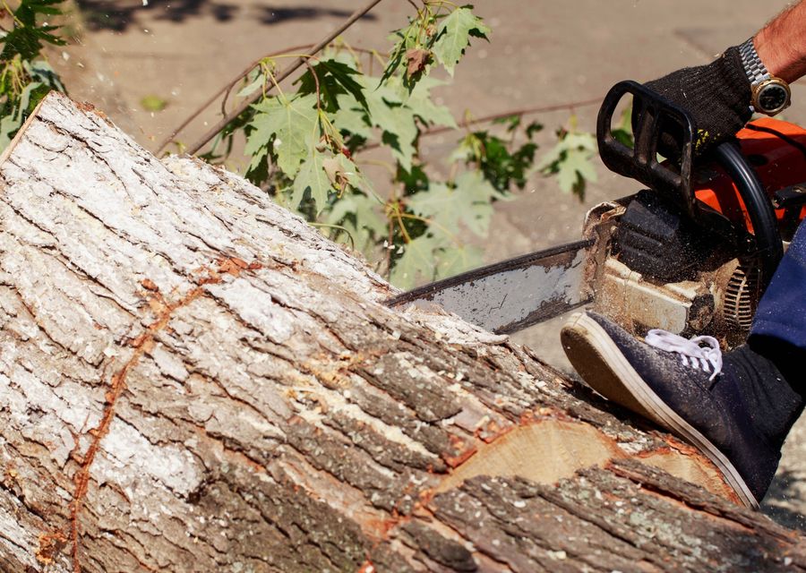 Tree removal work by GoodWood Tree service in Donora, PA