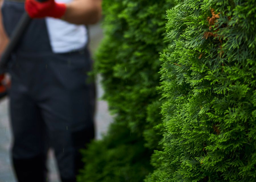 Tree removal work by Atlas Tree Service in Prospect Heights, IL