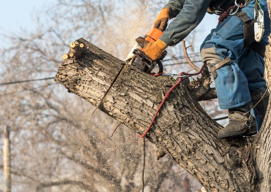 Tree removal work by SB Tree Services Inc in Bloomingdale, IL
