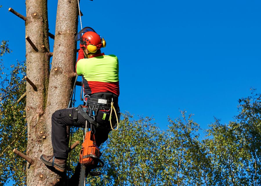 Tree removal work by Turuy Landscaping Services Corp in Lake Forest, IL
