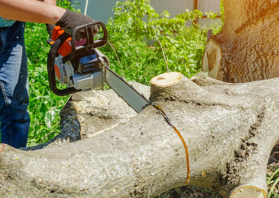 Tree removal work by Arbor Doctor Tree Service in Ligonier, PA