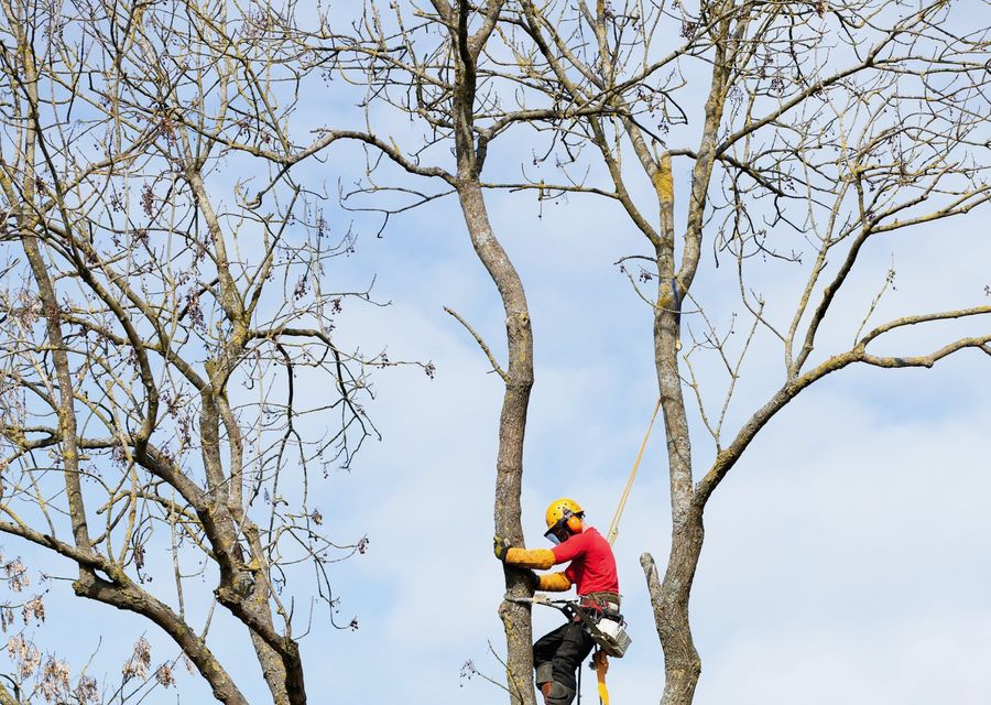 Tree removal work by Javier Landscaping Inc in Northern Cambria, PA