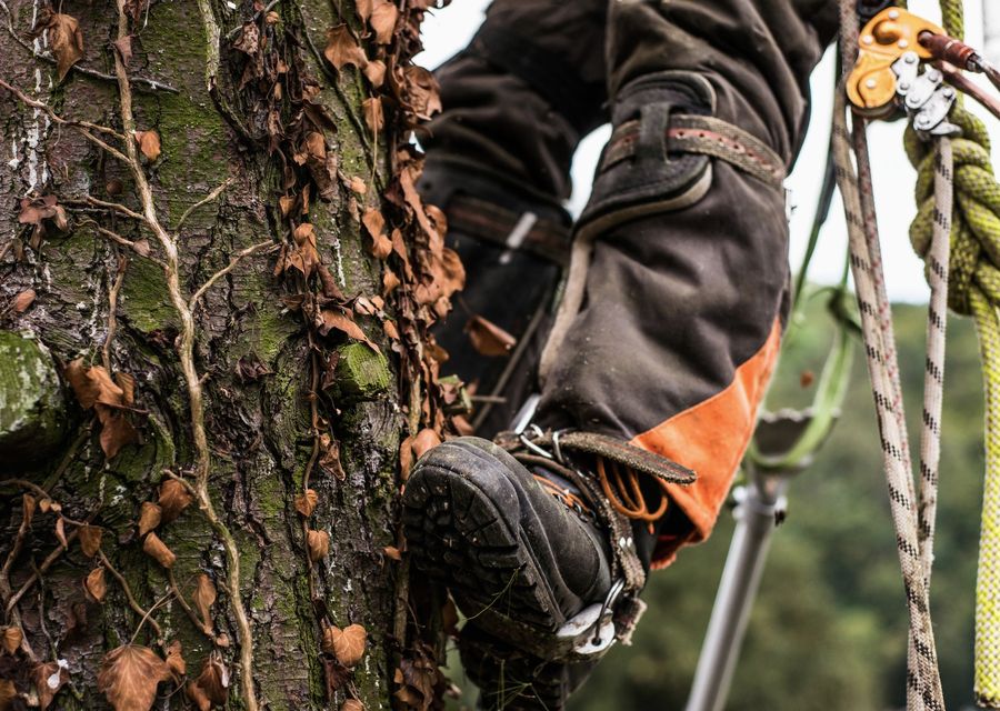 Tree removal work by Jersey Tree Care llc in Fletcher, NC