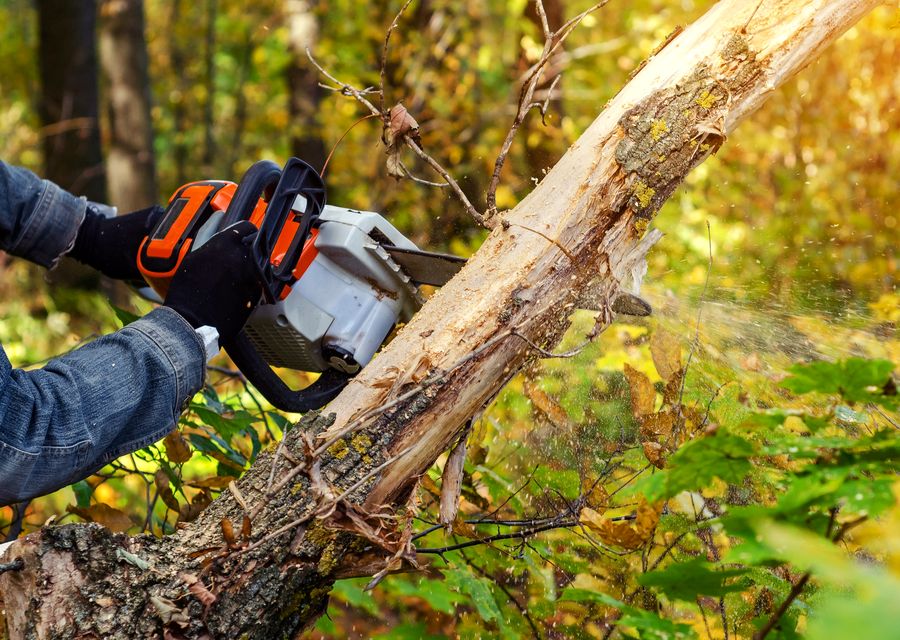 Tree removal work by Pine Grove Tree Service in Greenland, NH