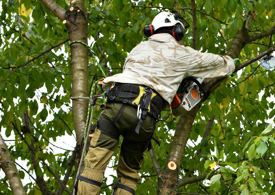 Tree removal work by John Ponds Tree Service in Denver, NC