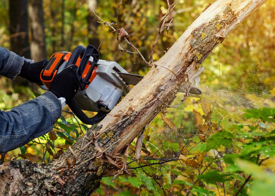 Tree removal work by United Tree Services in Richton Park, IL